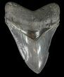 Serrated Megalodon Tooth - South Carolina #51077-1